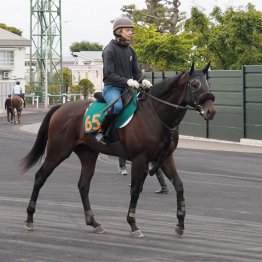 【函館日曜・２歳新馬】フライトライン産駒ショウナンガレオンの走りに注目