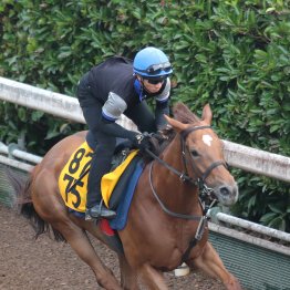 【北九州記念】本格化ムードが漂うサウンドモリアーナの３連勝