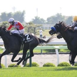 【市川の土曜競馬コラム・ＴＶｈ杯】	
