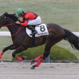 【大谷の土曜競馬コラム・ＴＵＦ杯】	