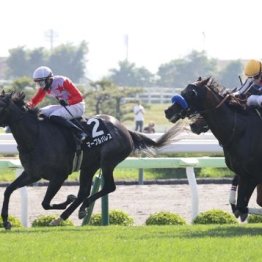 【武田の土曜競馬コラム・ＴＶｈ杯】	