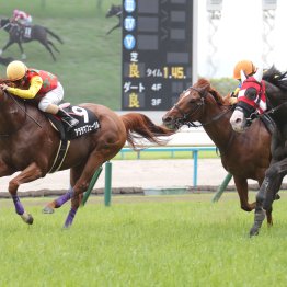 【勝羽の土曜競馬コラム・博多Ｓ】	