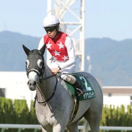 【市川の日曜競馬コラム・北九州記念】