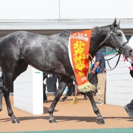 【大谷の日曜競馬コラム・北九州記念】