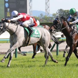 【武田の日曜競馬コラム・北九州記念】