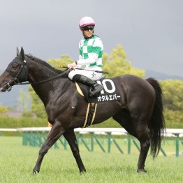 【橘の日曜競馬コラム・北九州記念】