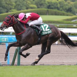 重賞制覇フリッカージャブは好相性カナロア系×サクラバクシンオー
