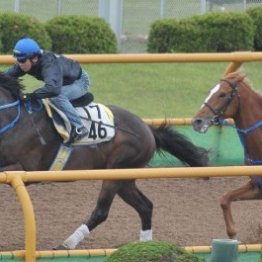 函館開催もあと２週　調教中で特に気を使うことは…
