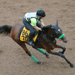 【七夕賞】調教マル得チェック②