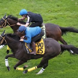 【巴賞】パレハ　昨年のは２、３勝クラスを連勝、今年もデキを上げてきた