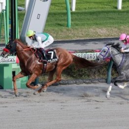 【市川の土曜競馬コラム・釜山Ｓ】