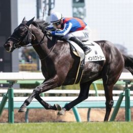 【新居の土曜競馬コラム・五稜郭Ｓ】