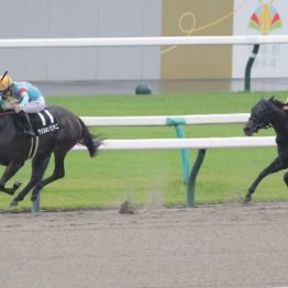 【武田の土曜競馬コラム・釜山Ｓ】
