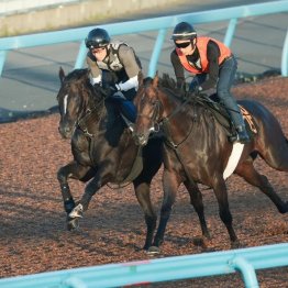 【新居の日曜競馬コラム・七夕賞】