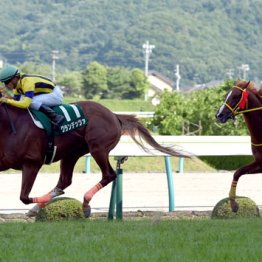 ２０１５年七夕賞覇者グランデッツァ