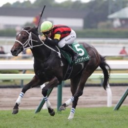 【函館２歳Ｓ】世代最初の重賞に１５頭がエントリー