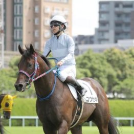 【田中の土曜競馬コラム・テレＱ杯】