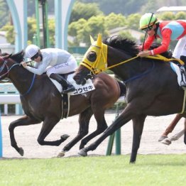 【亀井の土曜競馬コラム・テレＱ杯】