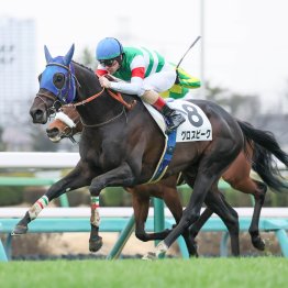 【播磨の土曜競馬コラム・ＷⅠＮ５】