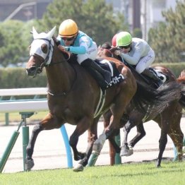 【藤岡の土曜競馬コラム・テレＱ杯】
