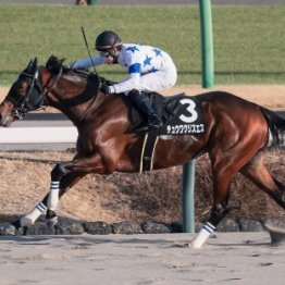 【市川の土曜競馬コラム・マリーンＳ】