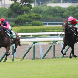 ２０１３年小倉記念覇者メイショウナルト