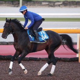 【関屋記念】ファーヴェント今度こそ