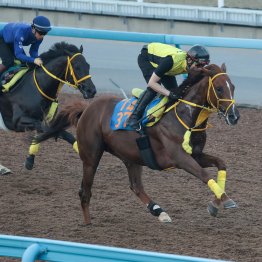 【東海Ｓ】調教マル得チェック②