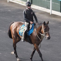 【木津の土曜競馬コラム・桑園特別】
