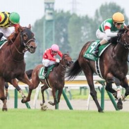 【大谷の土曜競馬コラム・新潟日報賞】