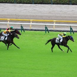 【東京本紙・外山の土曜中新潟６Ｒ】