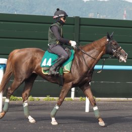 【木津の日曜競馬コラム・札幌５Ｒ】