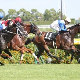 【大谷の日曜競馬コラム・関屋記念】