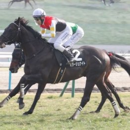 【札幌本紙・新居の日曜札幌11Ｒ】