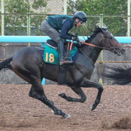 【新潟２Ｒ・２歳新馬】ダノンダックス　牡・田中博康厩舎