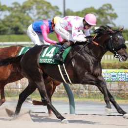 【東海Ｓ】舞台巧者マテンロウコマンドがＪＲＡ重賞初制覇