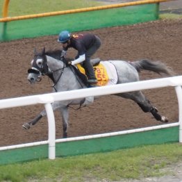 【クイーンＳ】調教マル得チェック①