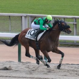 【武田の土曜競馬コラム・日進特別】