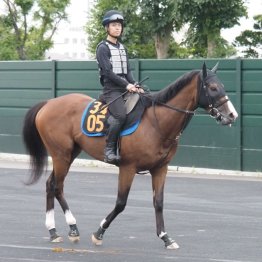 【木津の日曜競馬コラム・ポプラＳ】