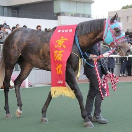 【大谷の日曜競馬コラム・アイビスサマーダッシュ】