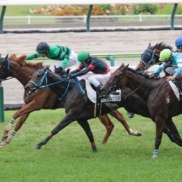 【レスキュー隊の日曜競馬コラム・新潟12Ｒ】
