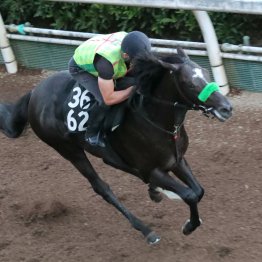 【レパードＳ】メルカントゥール杉山晴流の攻め馬をこなして仕上げはバッチリ