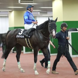 今、ダートでの狙いはゴドルフィンだ