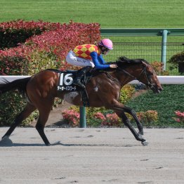 【藤岡の土曜競馬コラム・エルムＳ】