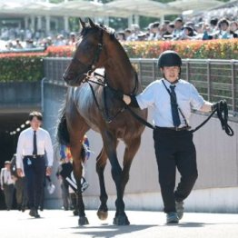 【市川の土曜競馬コラム・エルムＳ】