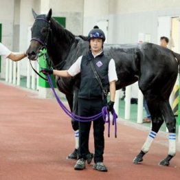 【飯島の土曜競馬コラム・関越Ｓ】