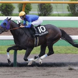 【木津の土曜競馬コラム・エルムＳ】