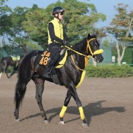 【飯島の日曜競馬コラム・レパードＳ】