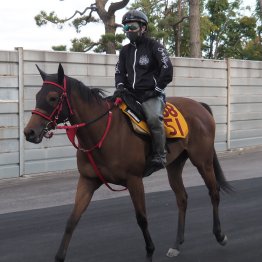 【木津の日曜競馬コラム・ＵＨＢ賞】