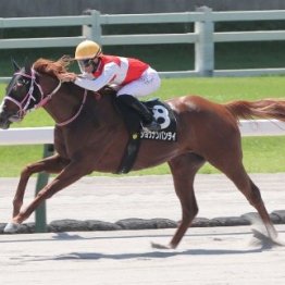 【大谷の日曜競馬コラム・レパードＳ】